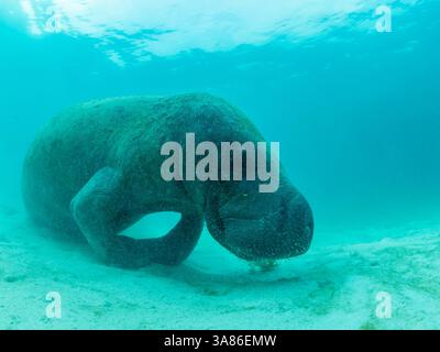 Westindische Seekühe (Trichechus manatus), auf dem Sand bei Caye Caulker, im mesoamerikanischen Barrier Reef, Belize Stockfoto