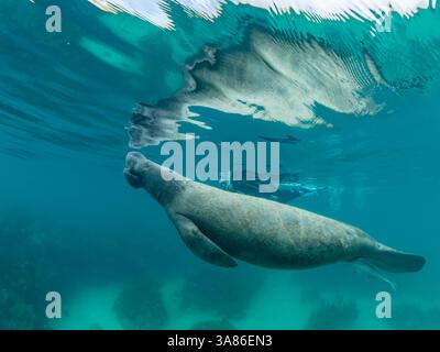 Westindische Seekühe (Trichechus manatus), mit Schnorchler in der Nähe von Caye Caulker, im mesoamerikanischen Barriereriff, Belize Stockfoto