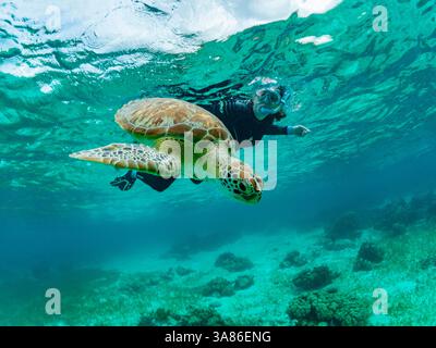 Grüne Meeresschildkröte (Chelonia mydas), mit Schnorchler in der Nähe von Caye Caulker, im mesoamerikanischen Barriereriff, Belize Stockfoto