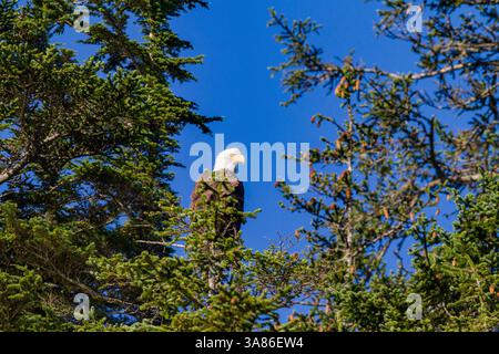 Adulter Weißkopfseeadler (Haliaeetus leucocephalus), der in der Sitka-Fichte im Südosten Alaskas, USA, thront Stockfoto
