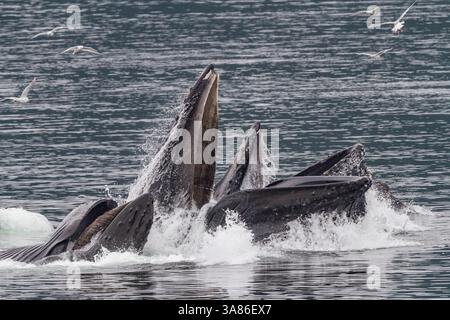 Ausgewachsene Buckelwale (Megaptera novaeangliae), die kooperativ im Südosten Alaskas (USA) als Blasennetzfütterung dienen Stockfoto