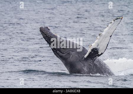 Ausgewachsener Buckelwal (Megaptera novaeangliae), der entlang der Westseite der Chatham Strait in Alaska, USA, durchbricht Stockfoto