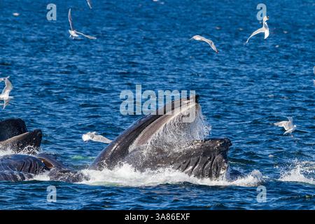 Ausgewachsene Buckelwale (Megaptera novaeangliae), die kooperativ im Südosten Alaskas (USA) als Blasennetzfütterung dienen Stockfoto