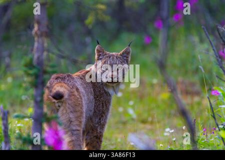 Adulte Kanadischen Luchse (Lynx canadensis) im Denali-Nationalpark, Alaska, USA Stockfoto