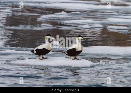 Adulte männliche Eiderenten (Somateria mollissima) im Zuchtgefieder im Svalbard-Archipel, Norwegen Stockfoto
