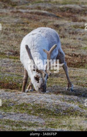 Ausgewachsene Svalbard-Rentiere (Rangifer tarandus platyrhynchus), die innerhalb der Stadtgrenzen von Longyearbyen, Svalbard, Norwegen weiden Stockfoto