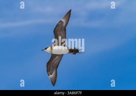 Adulte arktische Skua (Stercorarius parasiticus) im Flug im Svalbard-Archipel, Norwegen Stockfoto