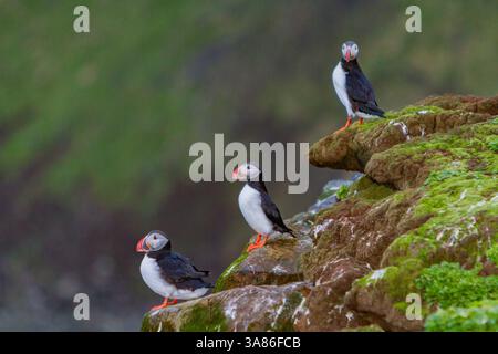 Adulter Atlantischer Papageientaucher (Fratercula arctica) während der Brutsaison auf der winzigen Insel Grimsey, Island Stockfoto