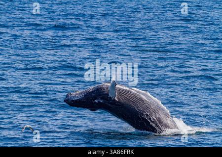 Ausgewachsener Buckelwal (Megaptera novaeangliae), durchbricht den Fjord von Isfjardardjup, Island Stockfoto