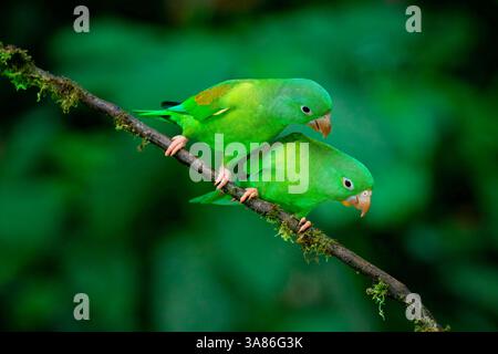 Zwei orangenköpfige Sittiche (Brotogeris jugularis) sitzen auf einem Zweig in Costa Rica Stockfoto