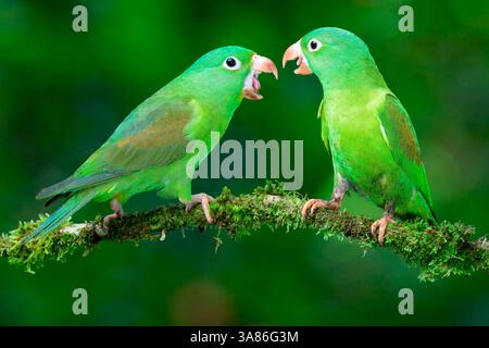 Zwei Orangensittiche (Brotogeris jugularis) streiten in Costa Rica Stockfoto