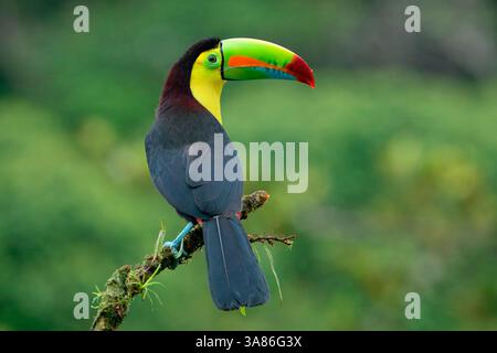 Kielschnabeltukan (Ramphastos sulfuratus), auf einem Zweig, Costa Rica Stockfoto