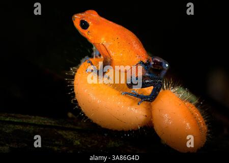 Erdbeergiftfrosch (Blaue Jeans Giftfrosch) (Oophaga pumilio), Costa Rica Stockfoto
