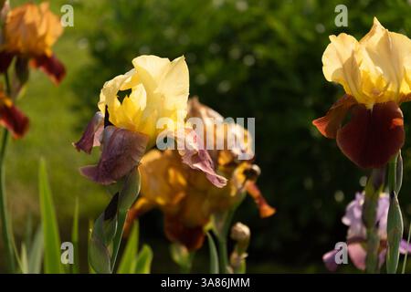 Bunte Iris Blumen verschiedener Sorten im Sommergarten auf Blumenbeet. Im Freien. Stockfoto