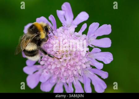 Die Weißschwanzhummel (Bombus lucorum) bestäubt eine Pinkblüte, während sie Nektar saugt Stockfoto