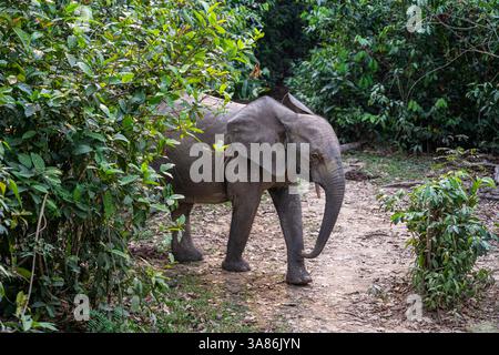 Afrikanischer Waldelefant (Loxodonta cyclotis), Dzanga Bai, Dzanga Sangha Nationalpark, UNESCO, Zentralafrikanische Republik Stockfoto