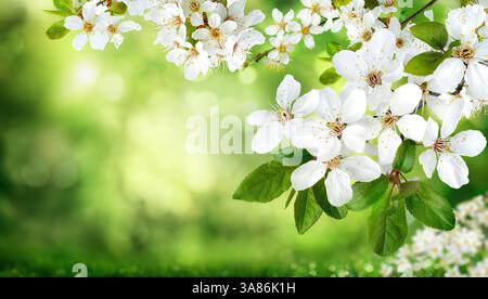 Weiße Blüten auf grünem, verschwommenem Naturhintergrund. Frühlingszweige mit wunderschönem Bokeh und hellem Kopierraum. Stockfoto