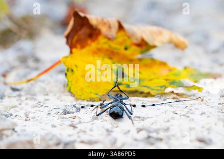 Toter männlicher Alpenboktor, rosalia longicorn (rosalia alpina), der neben dem gelben Blatt eines Platanenbaums liegt Stockfoto