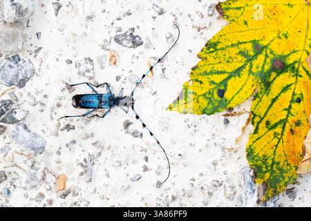 Toter männlicher Alpenboktor, rosalia longicorn (rosalia alpina), der neben dem gelben Blatt eines Platanenbaums liegt Stockfoto