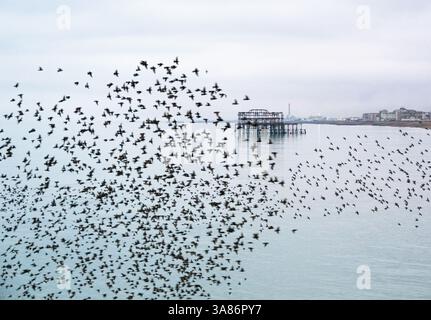 Starling Murmeln bei Sonnenuntergang mit den Überresten des West Pier im Hintergrund, Brighton and Hove, East Sussex, England, Vereinigtes Königreich Stockfoto