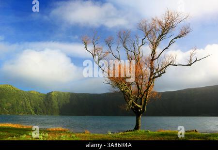 Bäume und Lagoa Azul, Sete Cidades, Sao Miguel, Azoren, Atlantik, Portugal Stockfoto