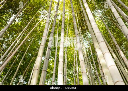 Im Arashiyama Bambuswald, Kyoto, Honshu, Japan, bilden sich mächtige Bambusbäume, die ein natürliches Baldachin bilden Stockfoto