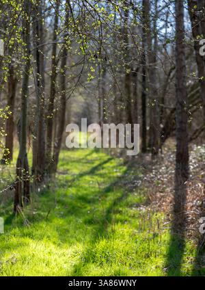 Erste frische Blätter entstehen im frühen Frühjahr in der Landschaft mit Bäumen und Gras in holland Stockfoto