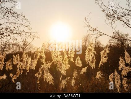 Hinterleuchtete Schilffedern oder Rohrfedern bei Sonnenuntergang in den niederlanden Stockfoto