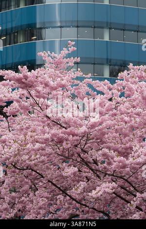 Kirschblüten blühen vor einem modernen Glasgebäude in der Stadt. Aldgate Square Stockfoto