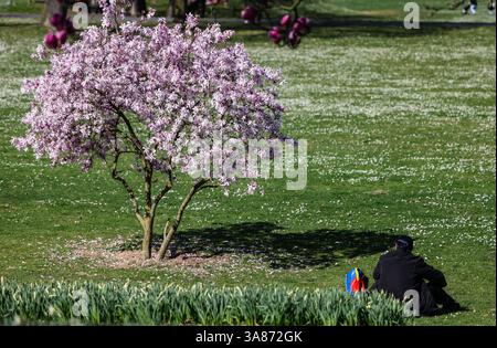Köln, Deutschland. März 2025. Ein Mann sitzt in der Sonne neben einem blühenden Magnolienbaum im Rheinpark. Quelle: Oliver Berg/dpa/Alamy Live News Stockfoto