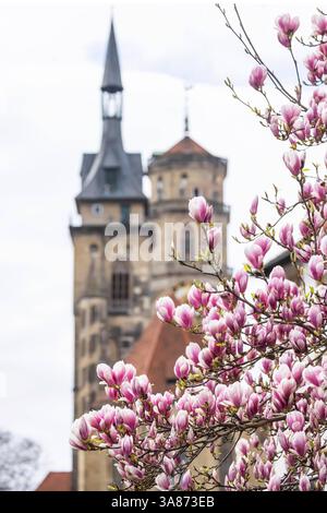 Magnolienblüte in Stuttgart. Magnolien Magnolia blühen im Frühjahr am Schlossplatz vor den beiden Türmen der historischen Stiftskirche. *** Magnolienblüte in Stuttgart Magnolienblüte im Frühjahr auf dem Schlossplatz vor den beiden Türmen der historischen Stiftskirche Stockfoto