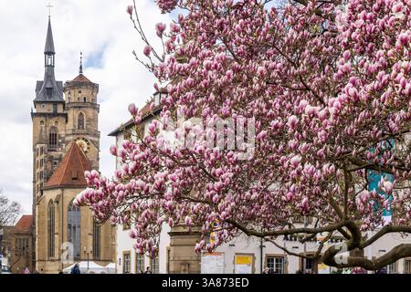Magnolienblüte in Stuttgart. Magnolien Magnolia blühen im Frühjahr am Schlossplatz vor den beiden Türmen der historischen Stiftskirche. *** Magnolienblüte in Stuttgart Magnolienblüte im Frühjahr auf dem Schlossplatz vor den beiden Türmen der historischen Stiftskirche Stockfoto