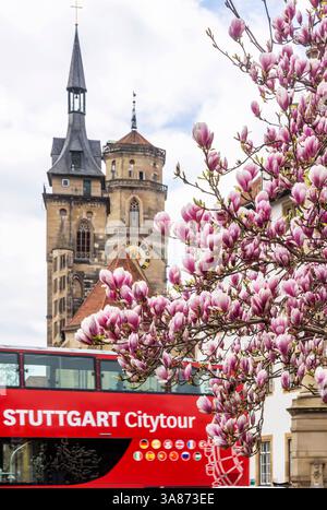 Magnolienblüte in Stuttgart. Magnolien Magnolia blühen im Frühjahr am Schlossplatz vor den beiden Türmen der historischen Stiftskirche. *** Magnolienblüte in Stuttgart Magnolienblüte im Frühjahr auf dem Schlossplatz vor den beiden Türmen der historischen Stiftskirche Stockfoto