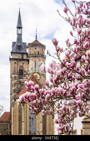 Magnolienblüte in Stuttgart. Magnolien Magnolia blühen im Frühjahr am Schlossplatz vor den beiden Türmen der historischen Stiftskirche. *** Magnolienblüte in Stuttgart Magnolienblüte im Frühjahr auf dem Schlossplatz vor den beiden Türmen der historischen Stiftskirche Stockfoto