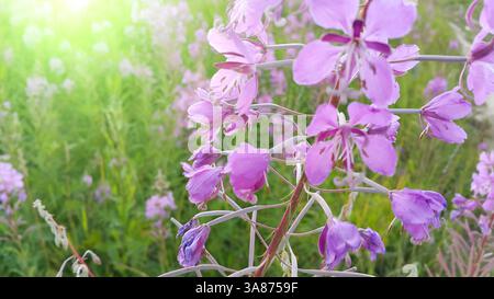 Rosafarbene Blüten von feuerweed (Epilobium oder Chamerion angustifolium) in Blüte Stockfoto