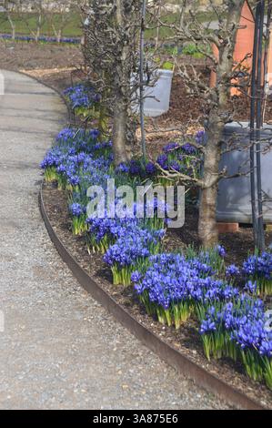 Violette/violette frühe Knollenblüten „Iris reticulata“ (ZwergIris), die an der Grenze von RHS Garden Harlow Carr, Harrogate, Yorkshire, England, Großbritannien angebaut werden Stockfoto