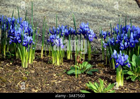 Violette/violette frühe Knollenblüten „Iris reticulata“ (ZwergIris), die an der Grenze von RHS Garden Harlow Carr, Harrogate, Yorkshire, England, Großbritannien angebaut werden Stockfoto
