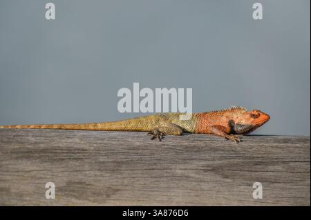 Orientalische Garteneidechse aus nächster Nähe. Fotografiert im westlichen Teil von Singapur. Stockfoto
