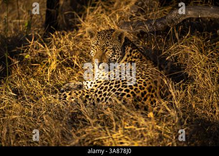 Männlicher Leopard liegt im Gras mit Taschenlampen Stockfoto
