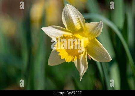 Nahaufnahme einer gelben Narzissen, die in der Frühlingssonne blüht, isoliert auf einem verschwommenen grünen Hintergrund. Stockfoto