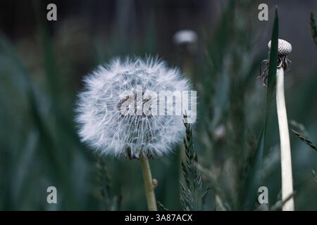Großer Löwenzahn mit weißen Samen auf einem grünen Feld Stockfoto