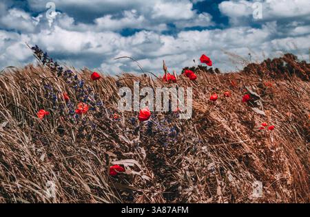 Feld der wilden Mohnblumen, Kornblumen und Weizenfeld auf blauem Himmel und weißem Wolkenhintergrund Stockfoto