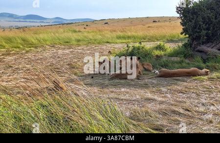 Gruppe Löwen, die sich im hohen Gras der afrikanischen Savanne entspannen und sich in der warmen Sonne der lebendigen Landschaft Kenias sonnen Stockfoto