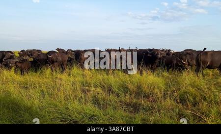 Afrikanische Büffel, auch Kapbüffel genannt, stehen und grasen während eines sonnigen Tages im hohen Gras der afrikanischen Savanne Stockfoto