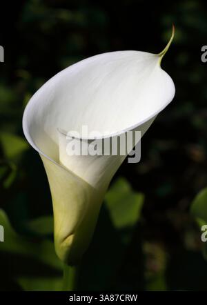 Weiß, Calla Lily vor einem natürlichen Hintergrund. Zantedeschia aethiopica. Selektiver oberflächlicher Fokus auf Stamen. Stockfoto