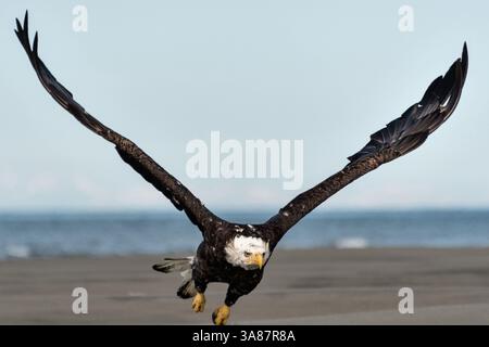 27. Juli 2017 - Anchor Point, AK, USA - ein erwachsener Weißkopfseeadler fliegt am Strand von Anchor Point, Alaska. (Bild: © Richard Ellis Via ZUMA Wire) Stockfoto