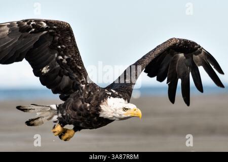 27. Juli 2017 - Anchor Point, AK, USA - ein erwachsener Weißkopfseeadler fliegt am Strand von Anchor Point, Alaska. (Bild: © Richard Ellis Via ZUMA Wire) Stockfoto