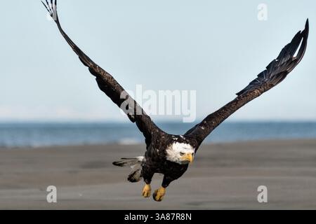 27. Juli 2017 - Anchor Point, AK, USA - ein erwachsener Weißkopfseeadler fliegt am Strand von Anchor Point, Alaska. (Bild: © Richard Ellis Via ZUMA Wire) Stockfoto