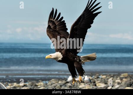 27. Juli 2017 - Anchor Point, AK, USA - Ein Weißkopfseeadler fliegt am Strand von Anchor Point, Alaska. (Bild: © Richard Ellis Via ZUMA Wire) Stockfoto