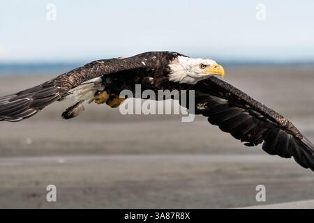27. Juli 2017 - Anchor Point, AK, USA - ein erwachsener Weißkopfseeadler fliegt am Strand von Anchor Point, Alaska. (Bild: © Richard Ellis Via ZUMA Wire) Stockfoto